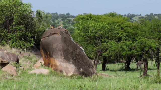 Klipspringer sitting on large rock, Serengeti, Tanzania