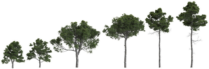 Fototapeta premium Multiple Pinus brutia trees 3d illustration on transparent background