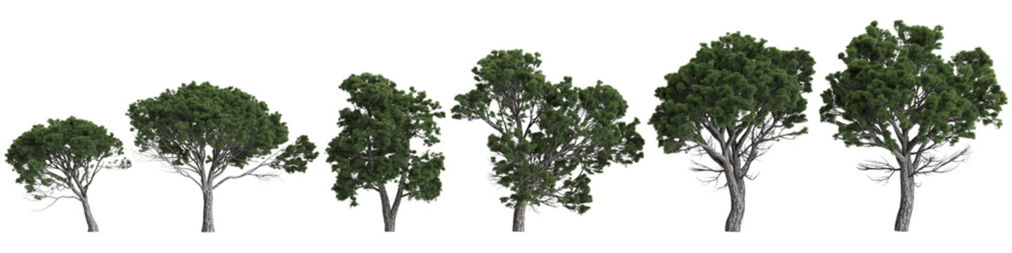 Multiple Pinus halepensis trees 3d illustration on transparent background