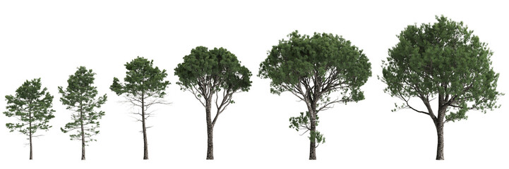 Fototapeta premium Multiple Pinus pinaster trees 3d illustration on transparent background