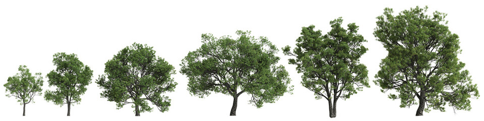 Fototapeta premium Multiple Quercus faginea trees 3d illustration on transparent background
