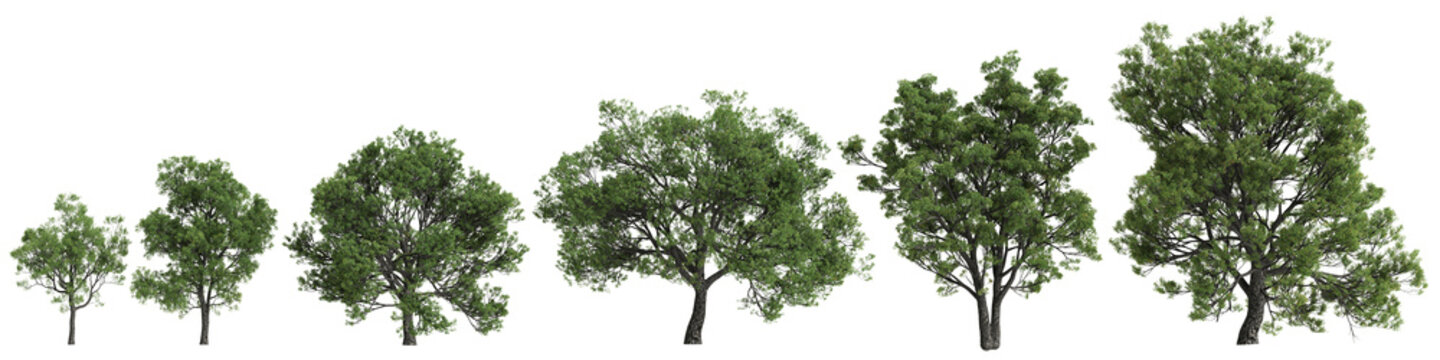 Multiple Quercus faginea trees 3d illustration on transparent background
