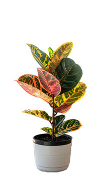 Colorful potted houseplant with vibrant leaves