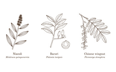 Fototapeta premium bowstring, hemp, sanseviera, aethiopica, ornamental, medicinal, plant, hand, drawn, botanical, vector, illustration, rhizome, leaf, africa, evergreen, succulent, perennial, fibre, nature, floral, heal