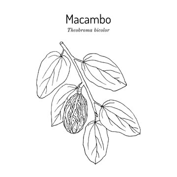Mocambo, or jaguar tree (Theobroma bicolor), edible and medicinal plant. Hand drawn botanical vector illustration