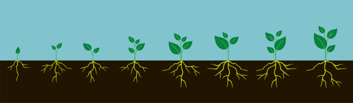 Phases plant growing. Sprout, plant, tree growing agriculture. Gradual plant  growth in the ground. Seeds sprout in ground vector
