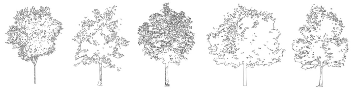 Beech trees in elevation view for use in architectural drawings 