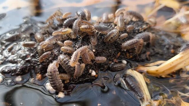 Authentic Real Footage of Common Pill Bug - Armadillidium vulgare in Greenhouse - Beneficial Decomposer and Potential Plant Pest