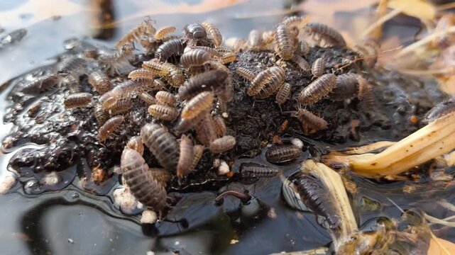 Authentic Real Footage of Common Pill Bug - Armadillidium vulgare in Greenhouse - Beneficial Decomposer and Potential Plant Pest