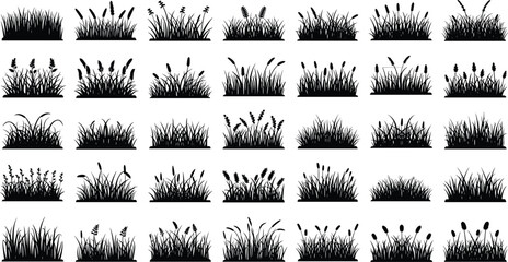 Black silhouettes of various grasses and plants on white background © MdTofazzal