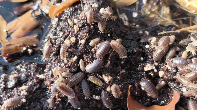 Authentic Real Footage of Common Pill Bug - Armadillidium vulgare in Greenhouse - Beneficial Decomposer and Potential Plant Pest