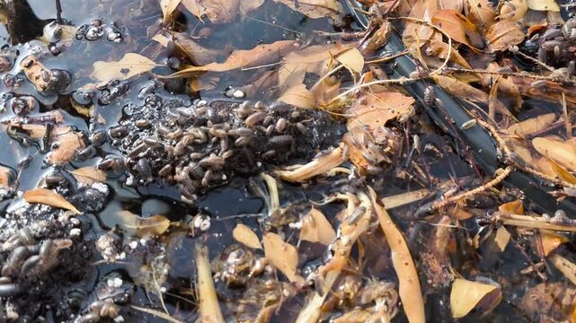 Authentic Real Footage of Common Pill Bug - Armadillidium vulgare in Greenhouse - Beneficial Decomposer and Potential Plant Pest