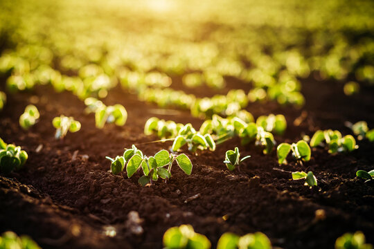 Fresh green sprouts break through the rich soil in sunlight in a fertile field.
