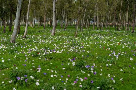 Wild anemones at their peak bloom in the Megiddo Sanctuary complex