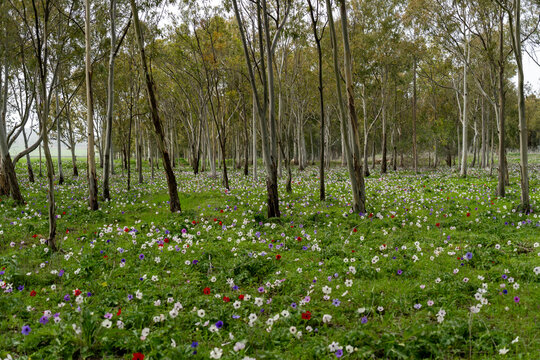 Wild anemones at their peak bloom in the Megiddo Sanctuary complex