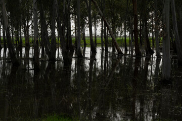 Obraz premium Winter Flooded Eucalyptus Grove with Reflections at Megiddo Landing Site, Israel