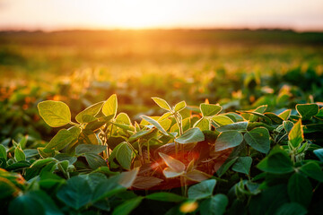 Naklejka premium Delicate green leaves of soybean sprouts emerge in a lush field, glistening under the warm glow of the setting sun.