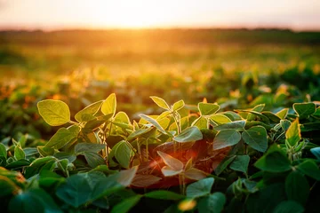 Delicate green leaves of soybean sprouts emerge in a lush field, glistening under the warm glow of the setting sun. © Leonid Tit