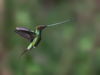 Fototapeta premium Sword-billed Hummingbird Flying Against Blurred Green Background