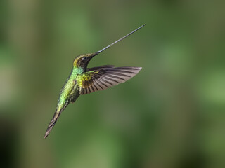 Fototapeta premium Sword-billed Hummingbird Flying Against Blurred Green Background