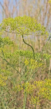 green fern in the forest in farmers cumin tree and natural seed agricultural.