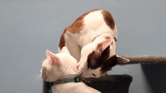 Two affectionate domestic cats grooming and head-butting on a soft bed with purple blankets, showing feline friendship and bonding.