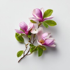Obraz premium Magnolia flowers magnolia blossoms.