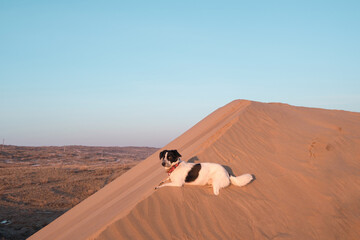 A black and white dog lying on a sandy dune ridge during golden hour. This lifestyle image is suitable for pet travel, animal care, outdoor adventure themes © Lana Kray