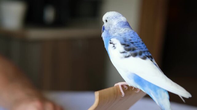 Blue white budgie perched on armrest, quiet indoor portrait of tame parakeet showcasing speckled plumage and delicate beak, soft neutral background, closeup resting pose conveying companion bird vibe
