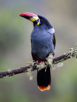 Gray-breasted mountain-toucan perched on mossy branch in cloud forest