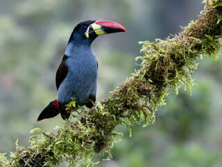 Fototapeta premium Gray-breasted mountain-toucan perched on mossy branch in cloud forest