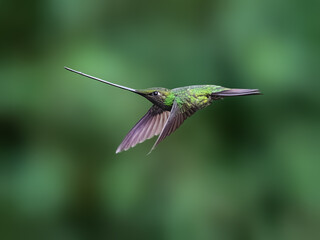 Obraz premium Sword-billed Hummingbird In Flight Against Blurred Green Forest Background