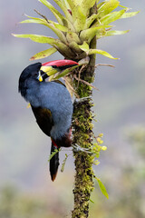 Fototapeta premium Generated Title Gray-breasted Mountain-Toucan Perched on Mossy Branch with Bromeliad