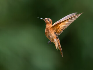 Fototapeta premium Shining Sunbeam Hummingbird Hovering in Mid-Air Against Blurred Green Background