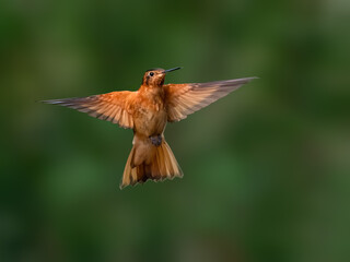Obraz premium Shining Sunbeam Hummingbird Hovering With Wings Spread on Green Background