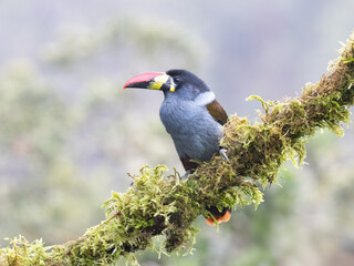 Fototapeta premium Gray-breasted mountain-toucan perched on mossy branch in cloud forest