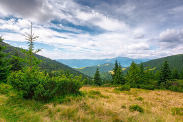 Obraz premium hillside of carpathian mountain range with coniferous forest and grassy meadow. beautiful summer landscape of ukraine alps under cloudy sky. wonderful nature background of highland for earth day