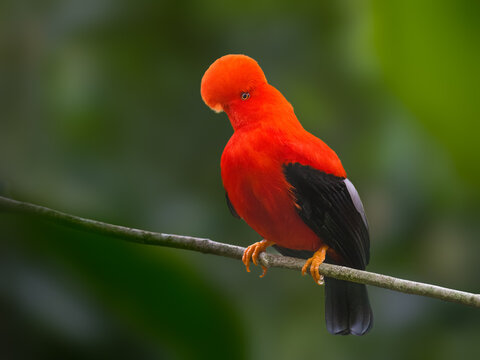 Male Andean Cock-of-the-rock Perched on Branch Against Green Background