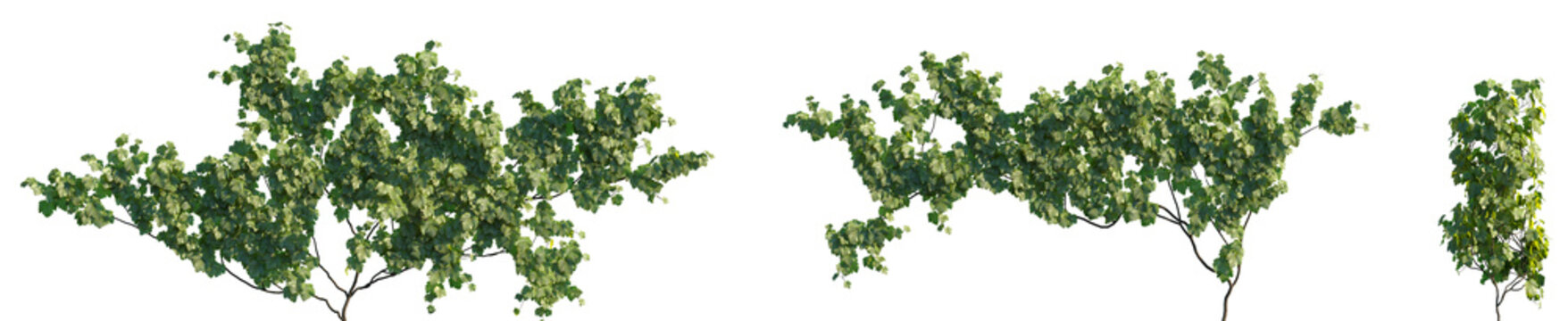 Set of Vitis vinifera (the common grape vine) frontal isolated png on a transparent background perfectly cutout