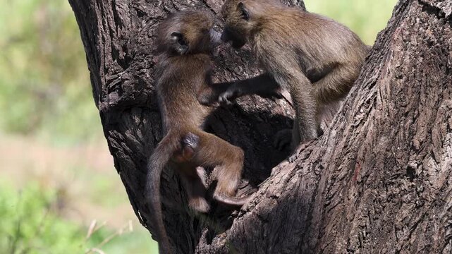 Young baboon fighting on tree, Laka Manyara National Park, Tanzania