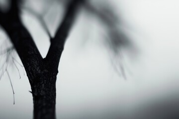 Naklejka premium Tree outdoors weather nature.