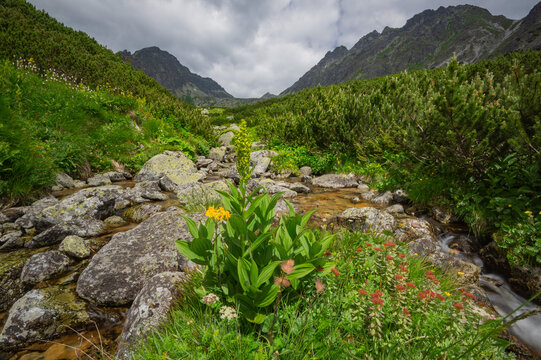 View of a vibrant yellow flower blooms amidst the rocky stream, framed by verdant slopes and towering peaks in Furkotska dolina valley, Vysoke Tatry, Slovakia.