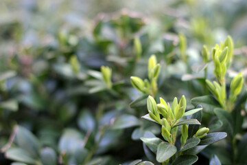 Obraz premium Bush with young leaves