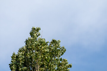 tree branches against blue sky