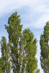 Fototapeta premium pine trees against blue sky