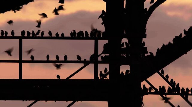 Starlings perched and flying underneath Aberystwyth Pier against a sunset. Silhouette 3 4K