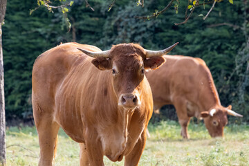 cows in the field