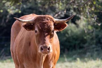 portrait of a cow