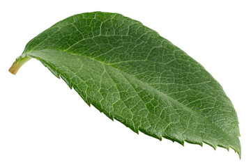 Obraz premium Rose leaves, isolated, full depth of field