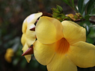 Yellow winter flower blooming in cold season